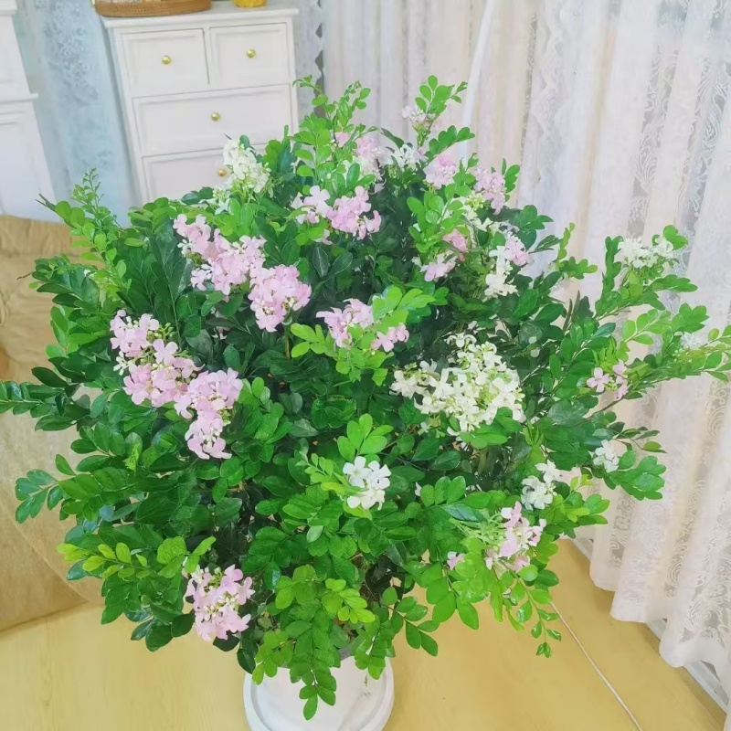 w【50-60】九里香四季开花盆栽花香驱蚊好养活绿植高度