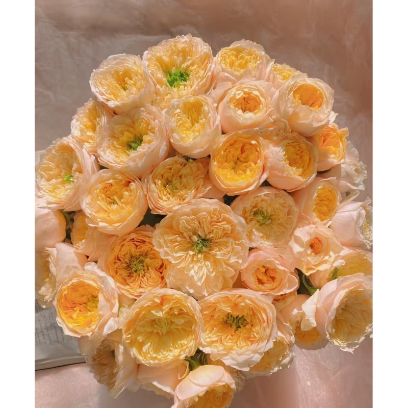 【黄蝴蝶】 多头玫瑰   真花 鲜切花  一单中通，两单顺丰发货