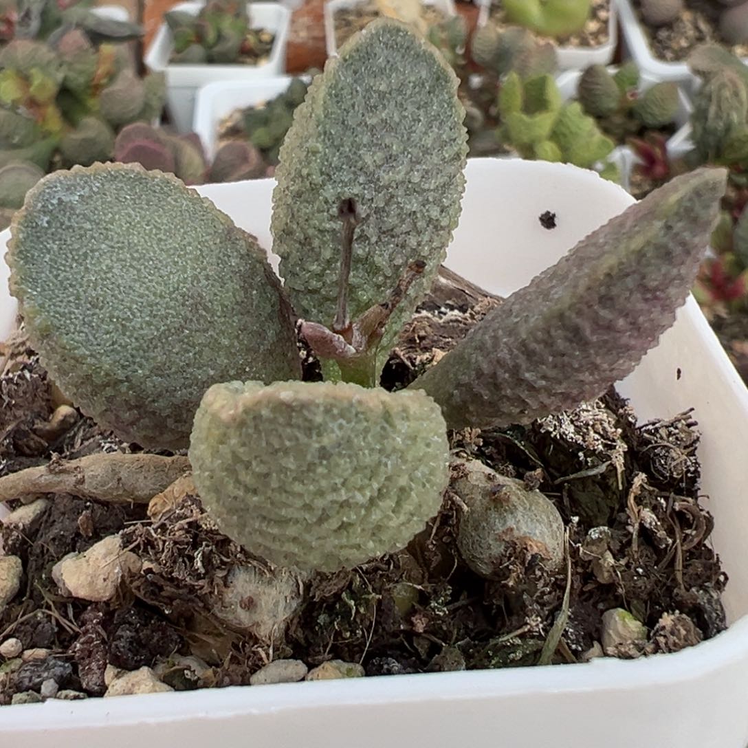 绿猪肝单头纯木质桩