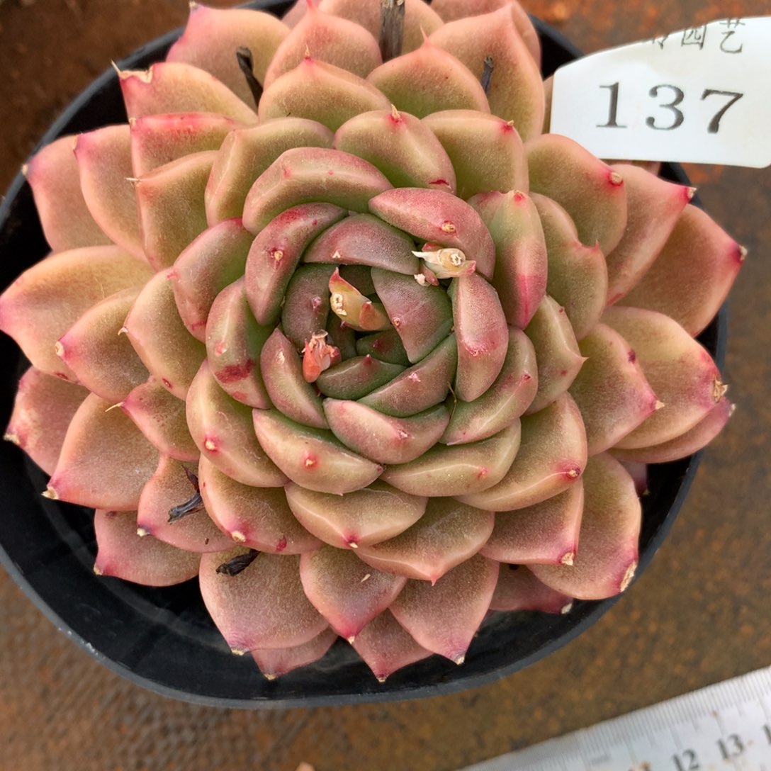 137杂交多肉老桩美肉