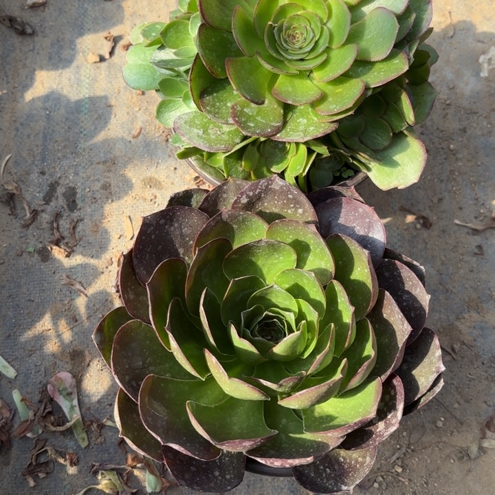 2颗多肉法师3266