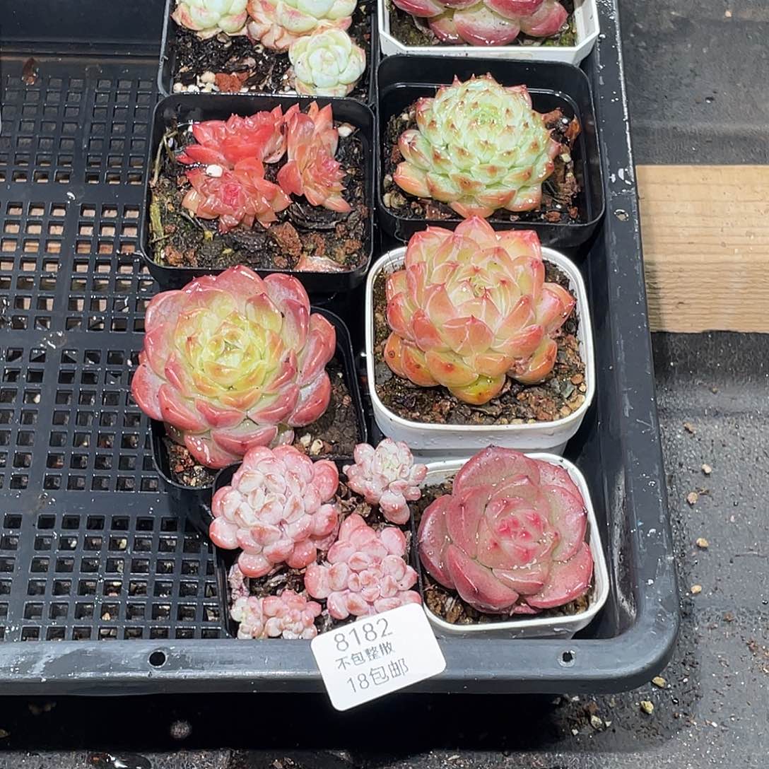 ****肉8182。 脱土发。    