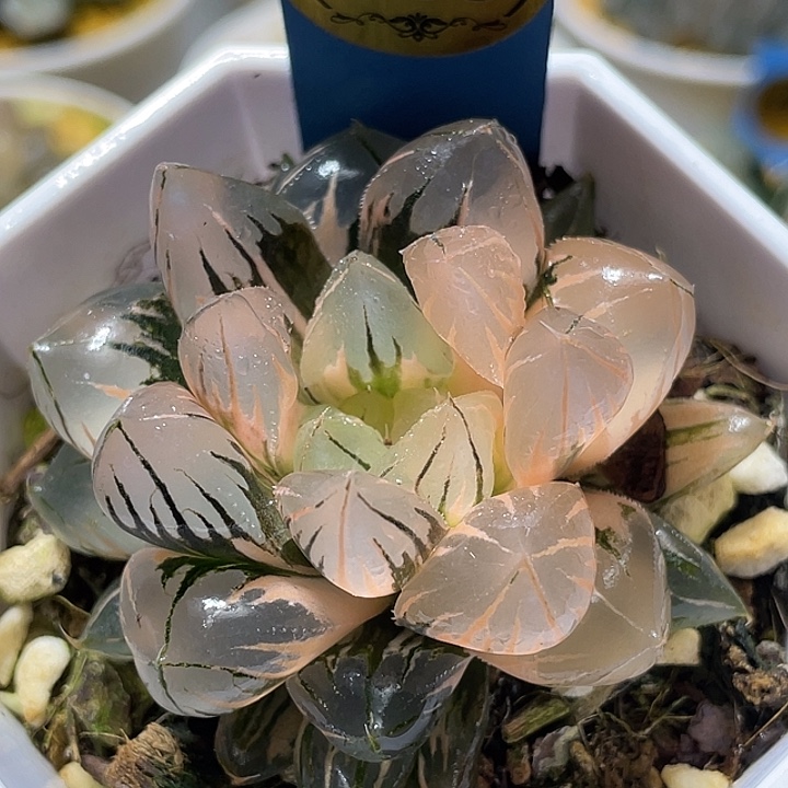 665正版水晶玉露锦福利