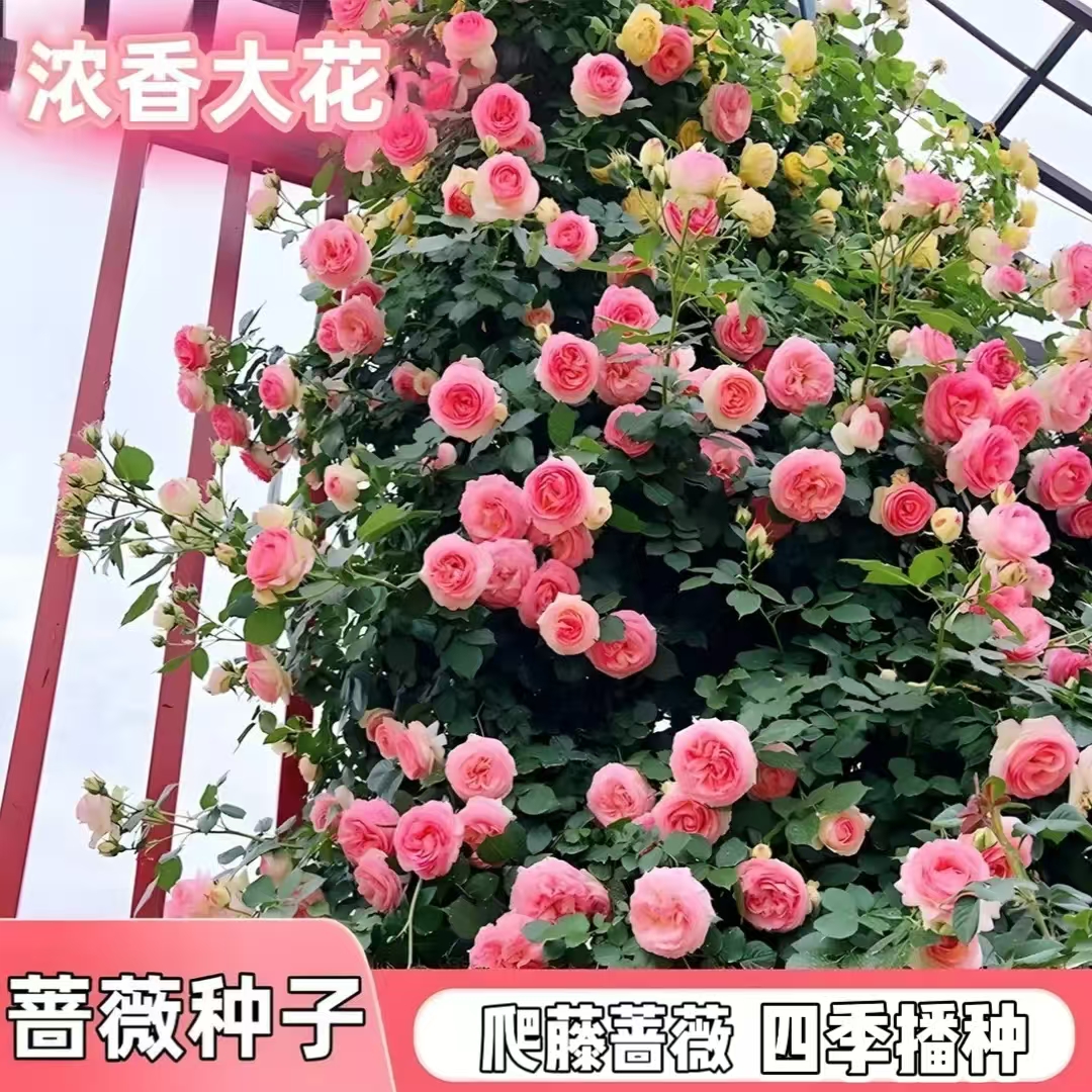 【新疆包邮】爬藤蔷薇花种子家庭阳台小院四季播种庭院爬藤月季花商品图