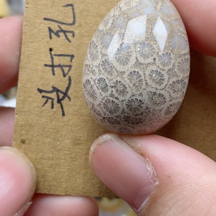 颈饰未镶嵌硅化珊瑚（珊瑚玉）
