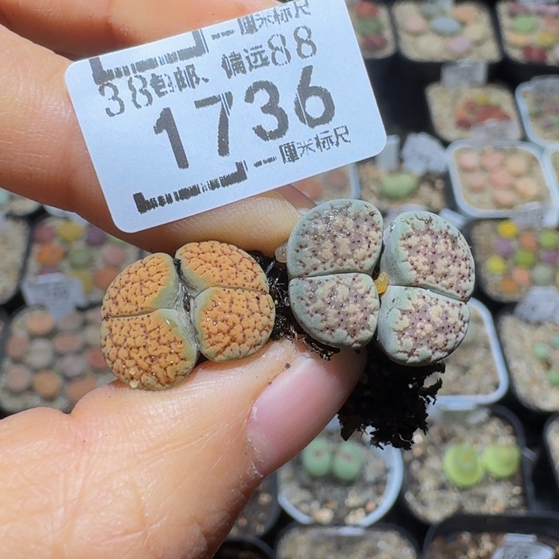 °***Ssss精品生石花1736