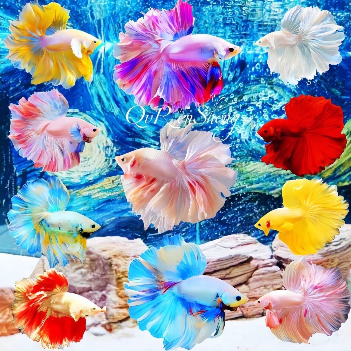 泰国赛级斗鱼婚纱纯白热带网红仙女半月观赏鱼耐活热带鱼宠物好养