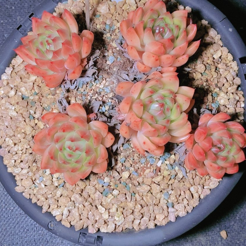 【闪购商品】沿***~0443