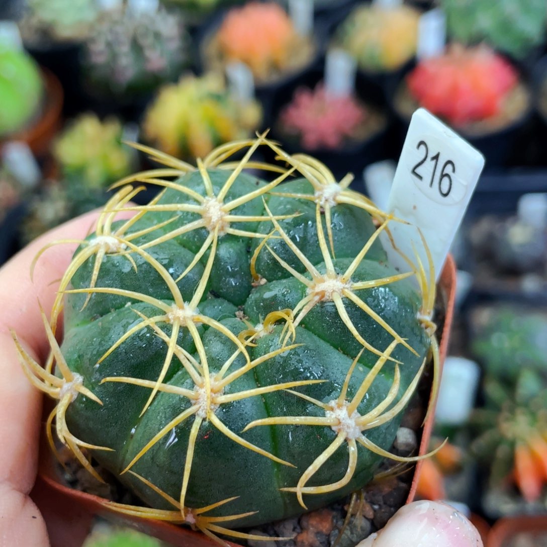 盆5公分满25包邮裸根发货