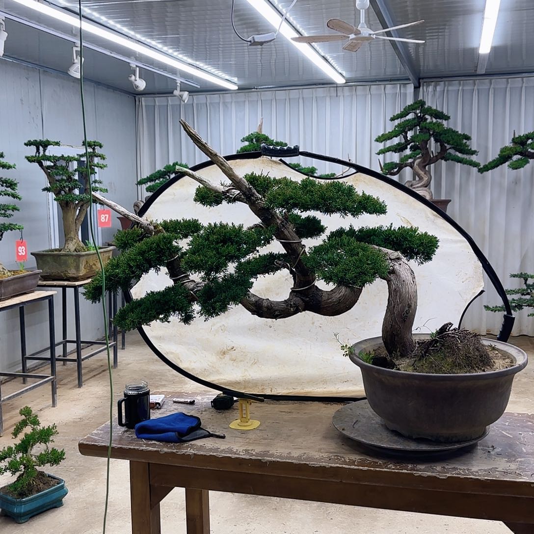 无花朵000000000000