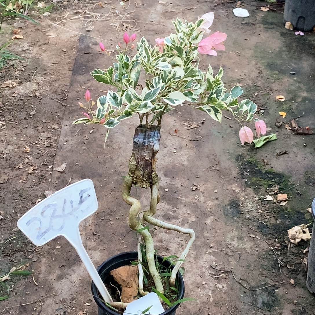 大部分开放少量花苞粉布丁2845