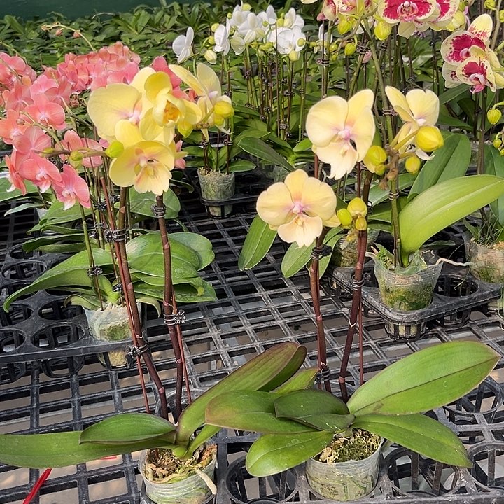 7***3大部分花苞少量开放2颗 