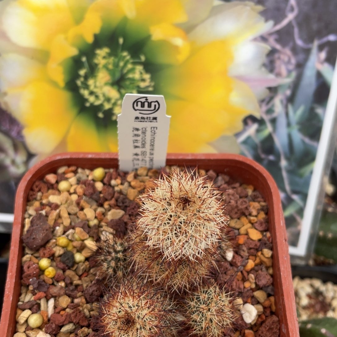 鹿角柱实生仙人球黄花三光