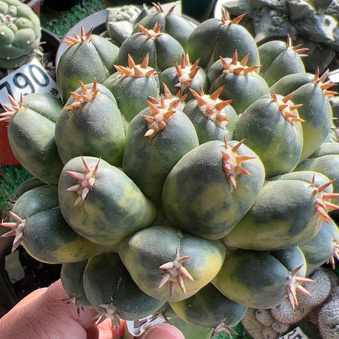 双排短豪刺象牙锦仙人球274