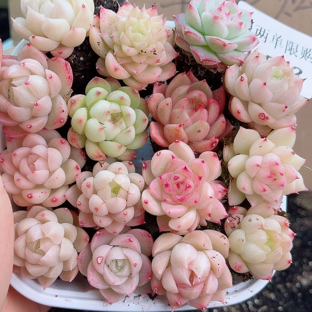 1-532 新疆西藏内蒙不发12.8包邮2-3公分多肉