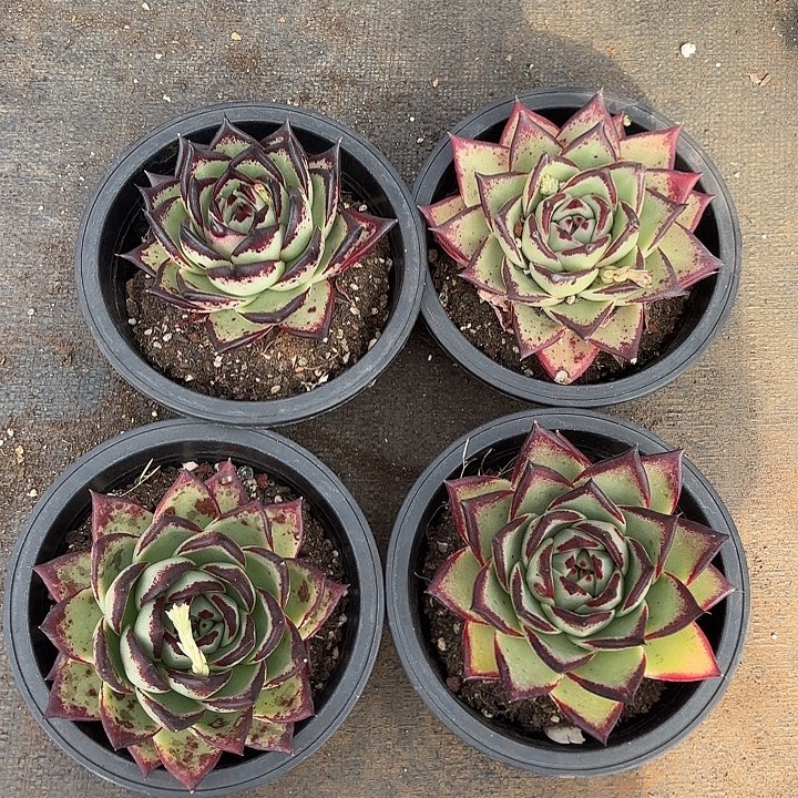 一组乌木多肉。    