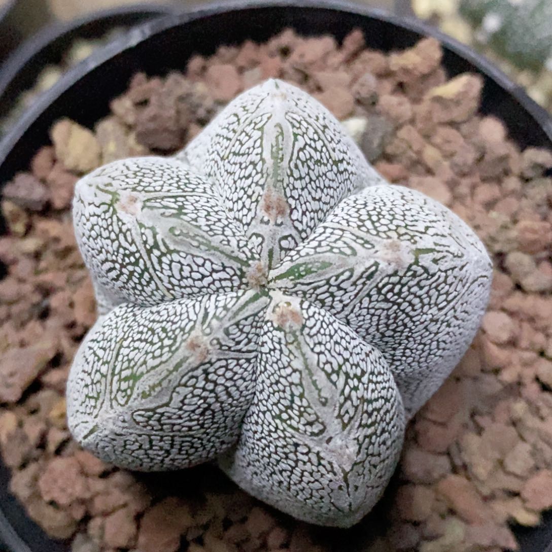 仙人球实生嗯塚带盆4.9厘米