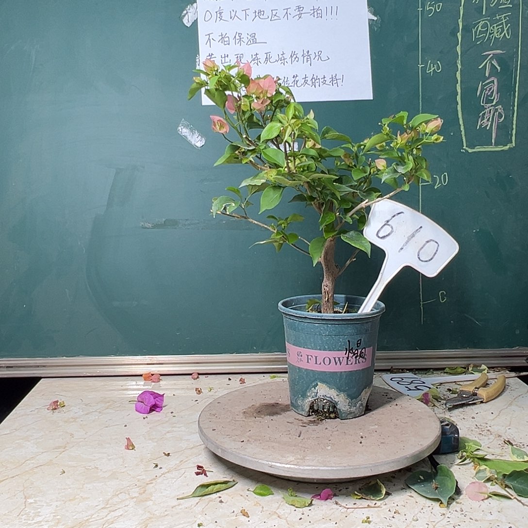 完全开放绿叶水晶 610