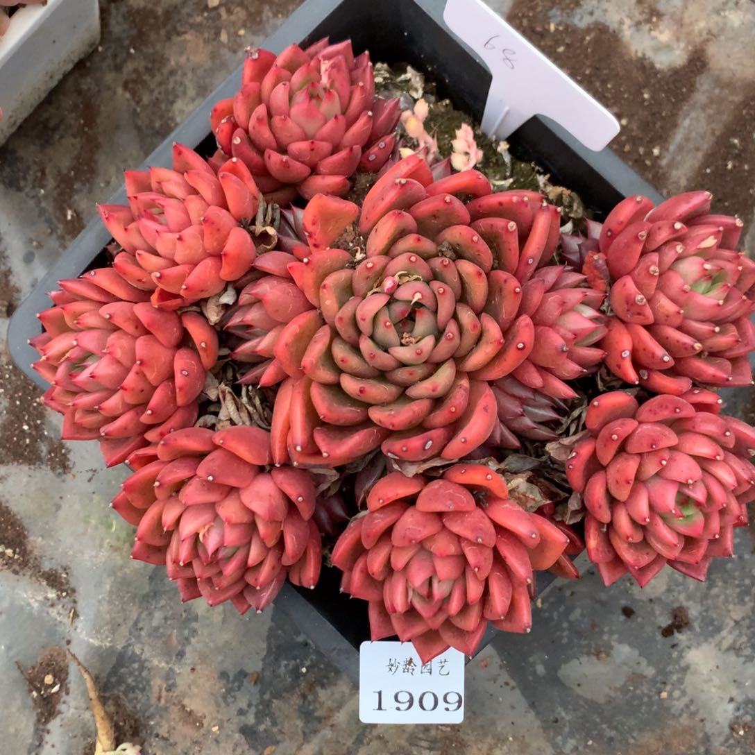 1909杂交精品基地20厘米