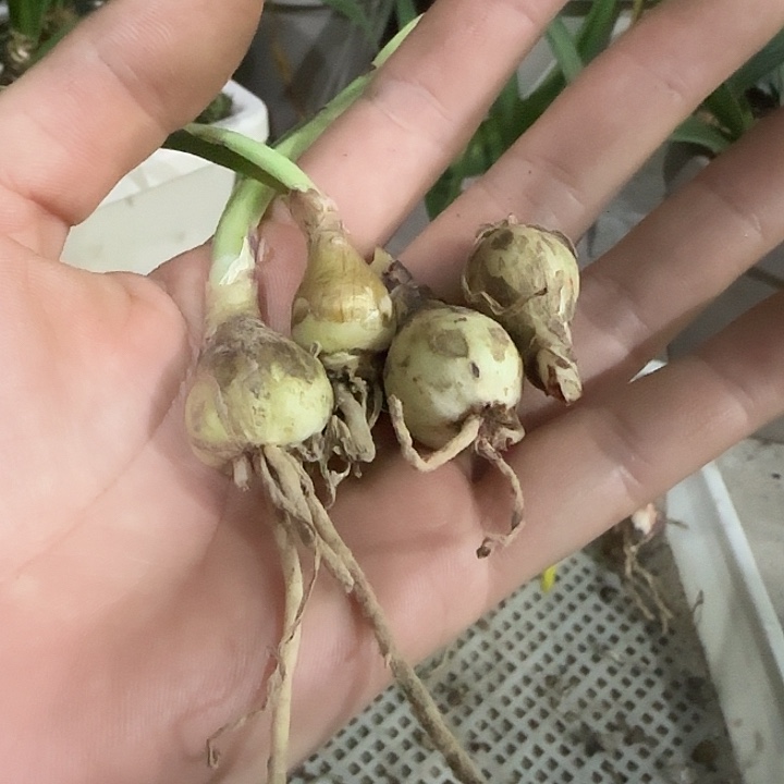 L***在越南香水4颗，裸球发货