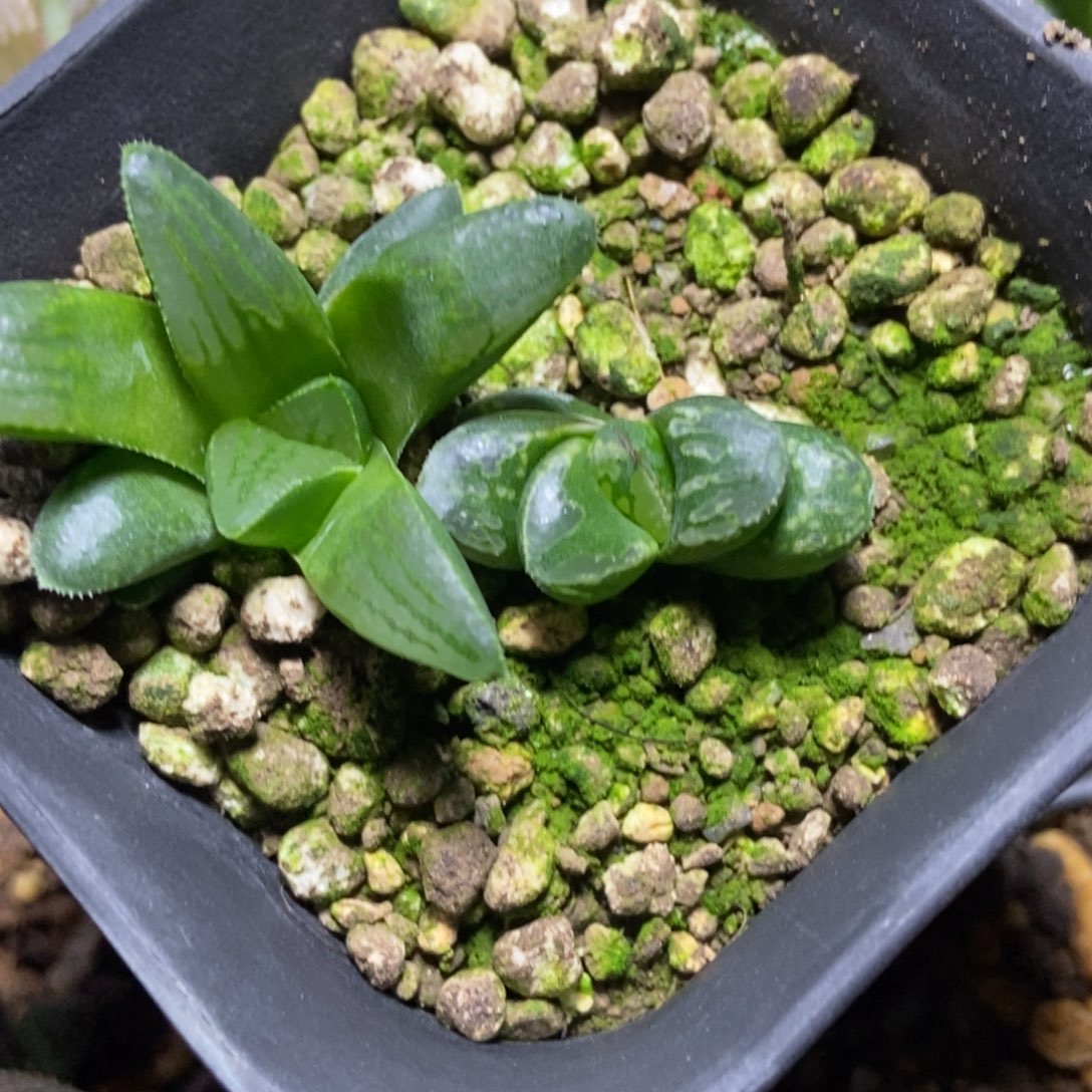 是是是是是是是是是寿