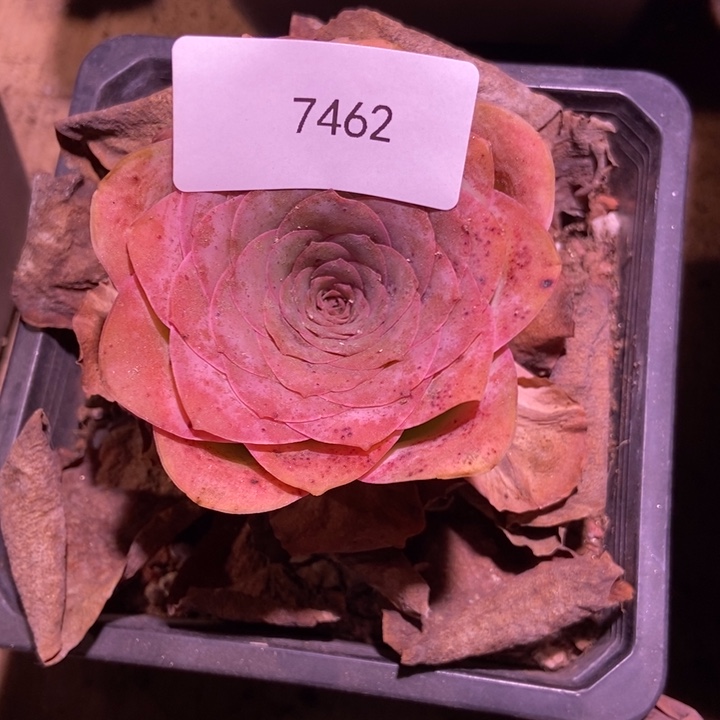 ****！7462山地玫瑰担忧