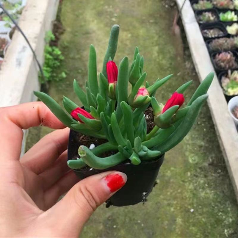 奔龙多头群生多肉植物盆栽新手好养老桩肉肉植物批发室内花卉盆栽
