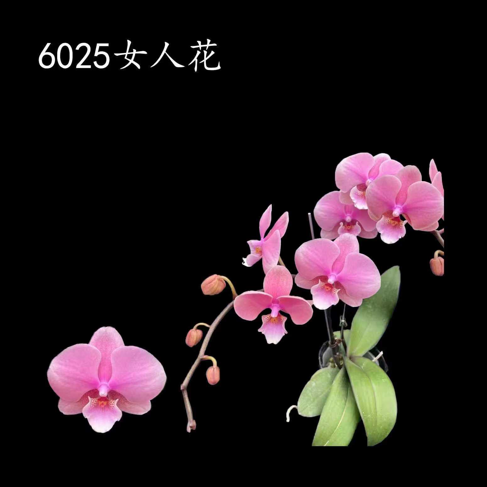 蝴蝶兰【女人花】3.0寸苗无花无剑