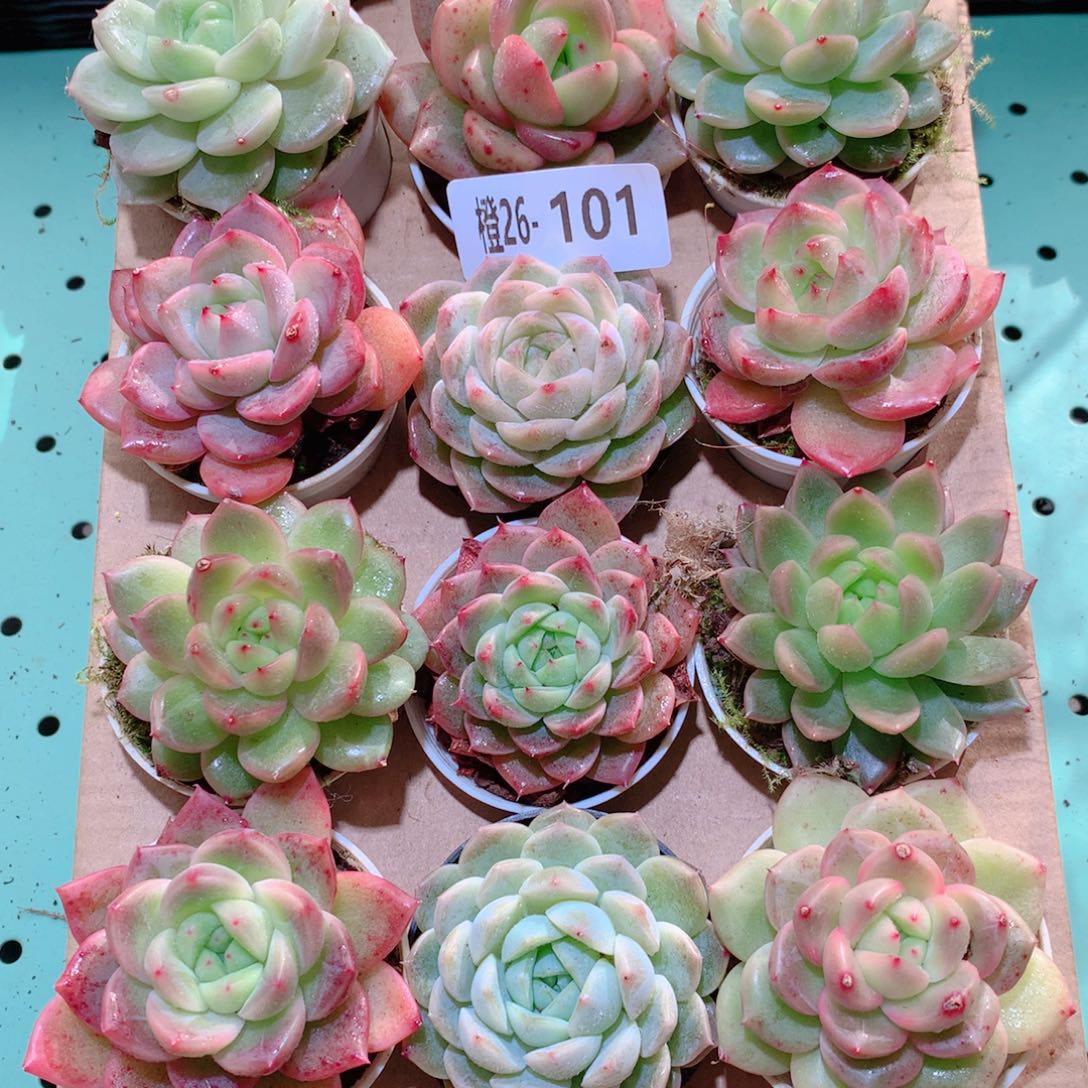 26-101一物一拍多肉带盆18颗