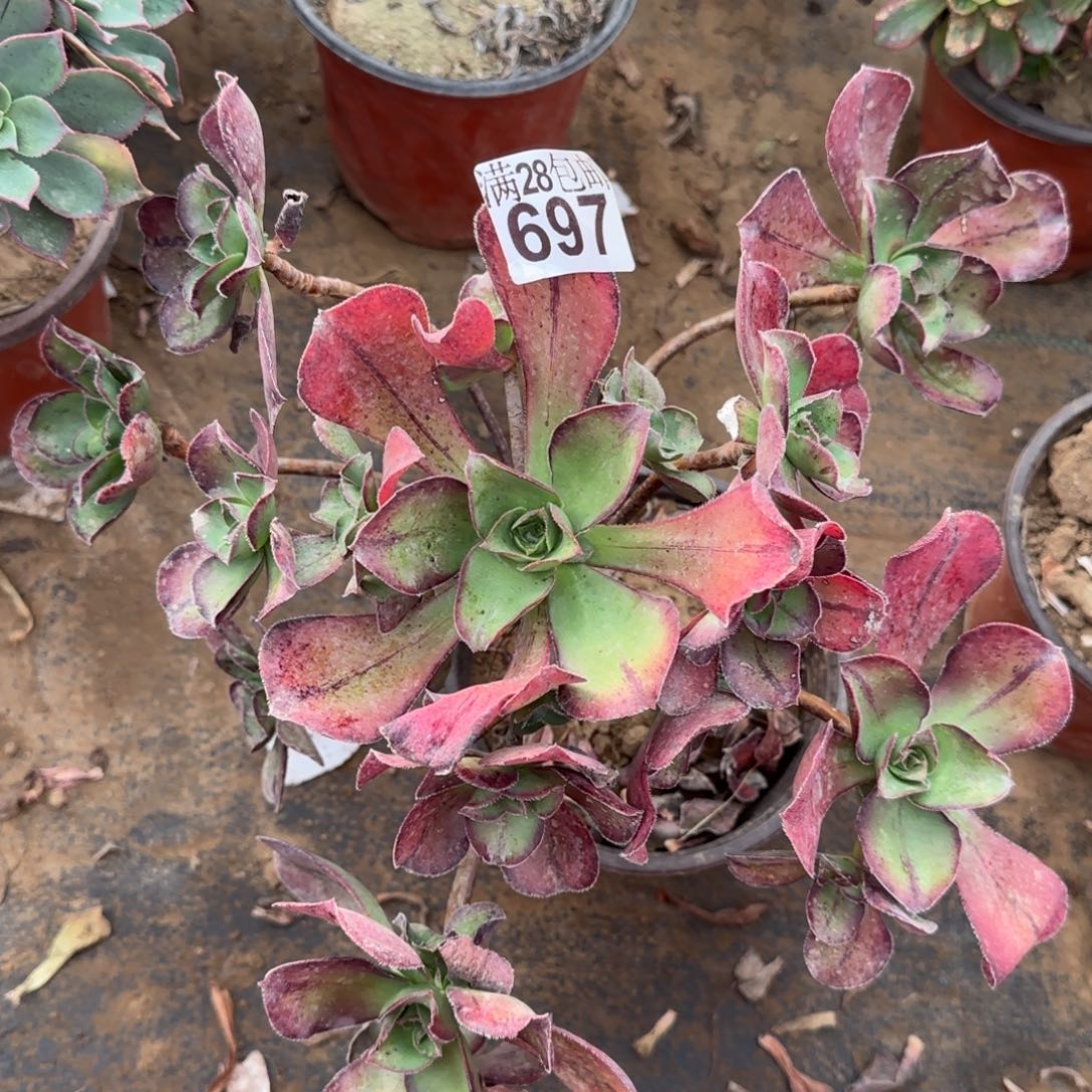 红富士多肉697满28包邮断枝不包