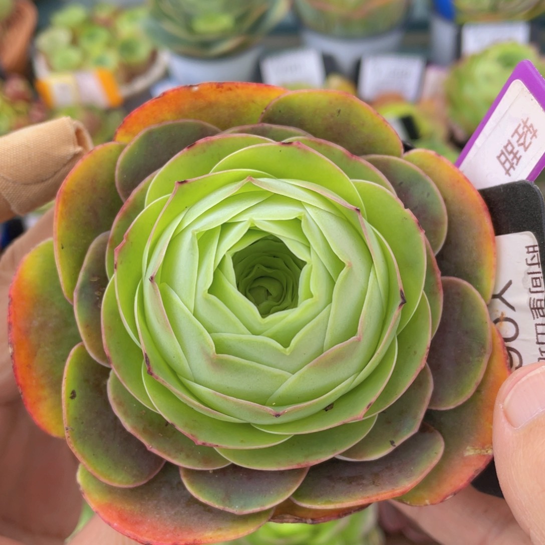 轻甜新年福利061一物一拍