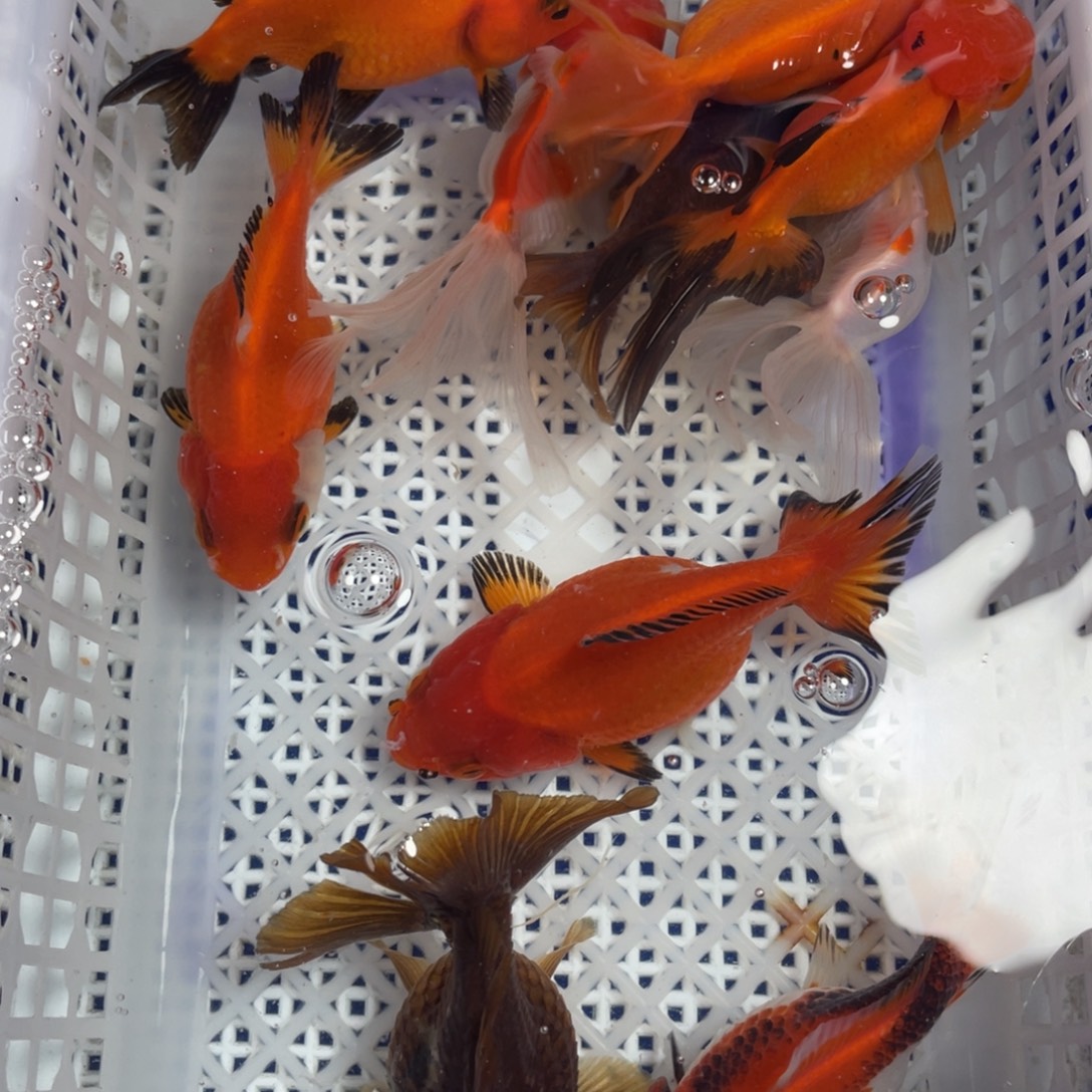 海水鱼花泰狮金鱼13