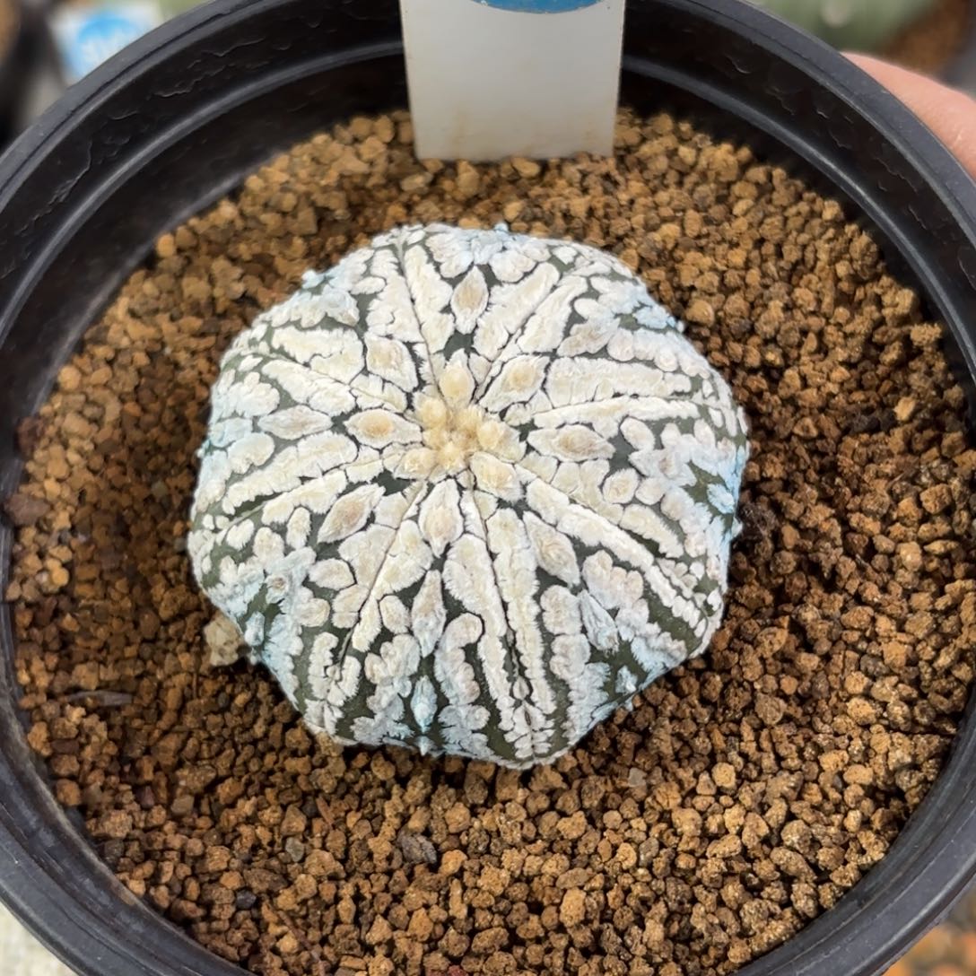 683实生浓白超兜带盆带土发货