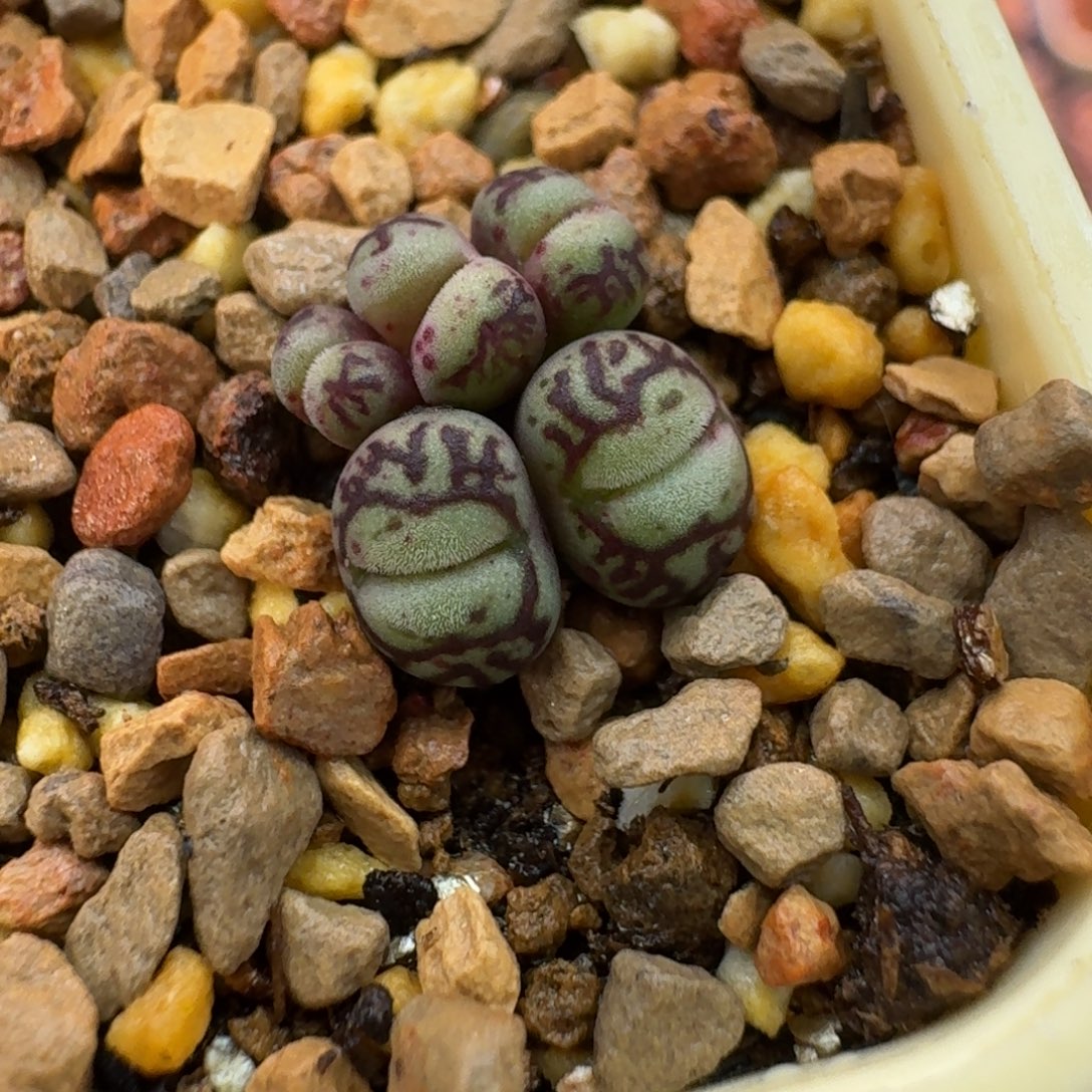 开***.云缦精品番杏26.3大嘴墨