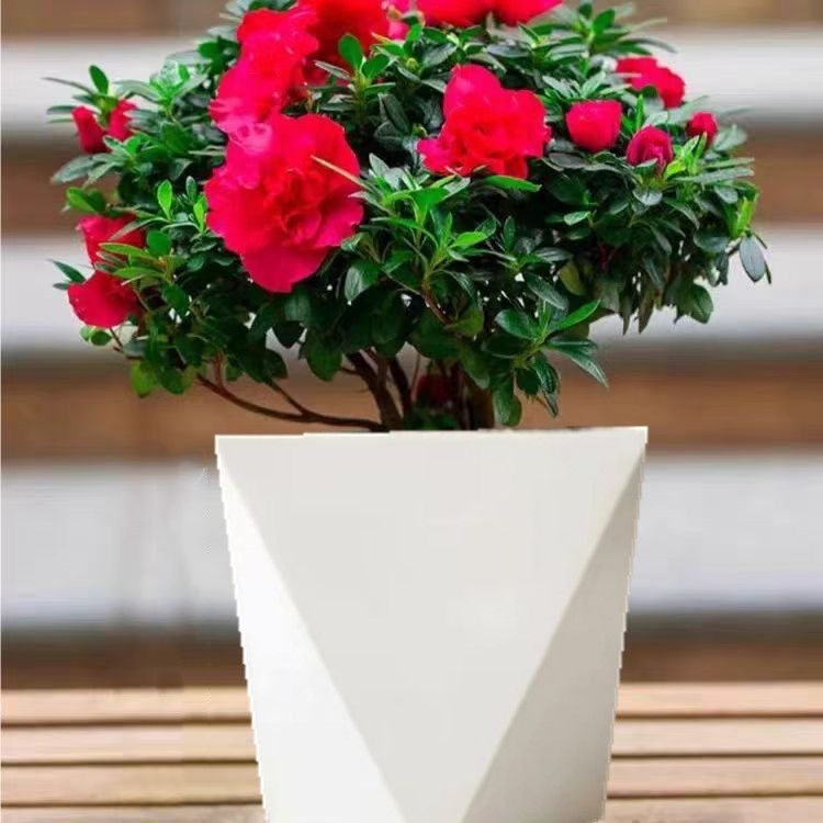 丛生杜鹃花盆栽带花苞室内外好养四季开花绿植花卉