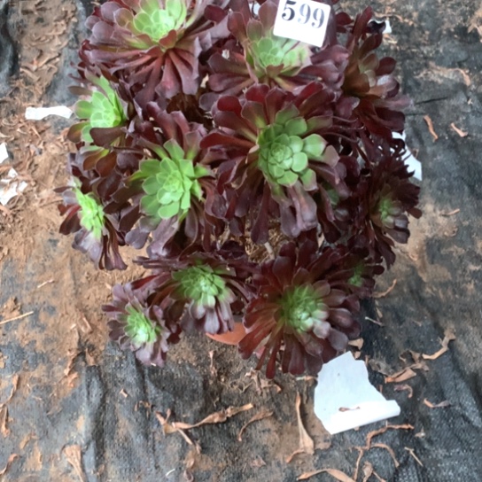 多肉植物599多肉