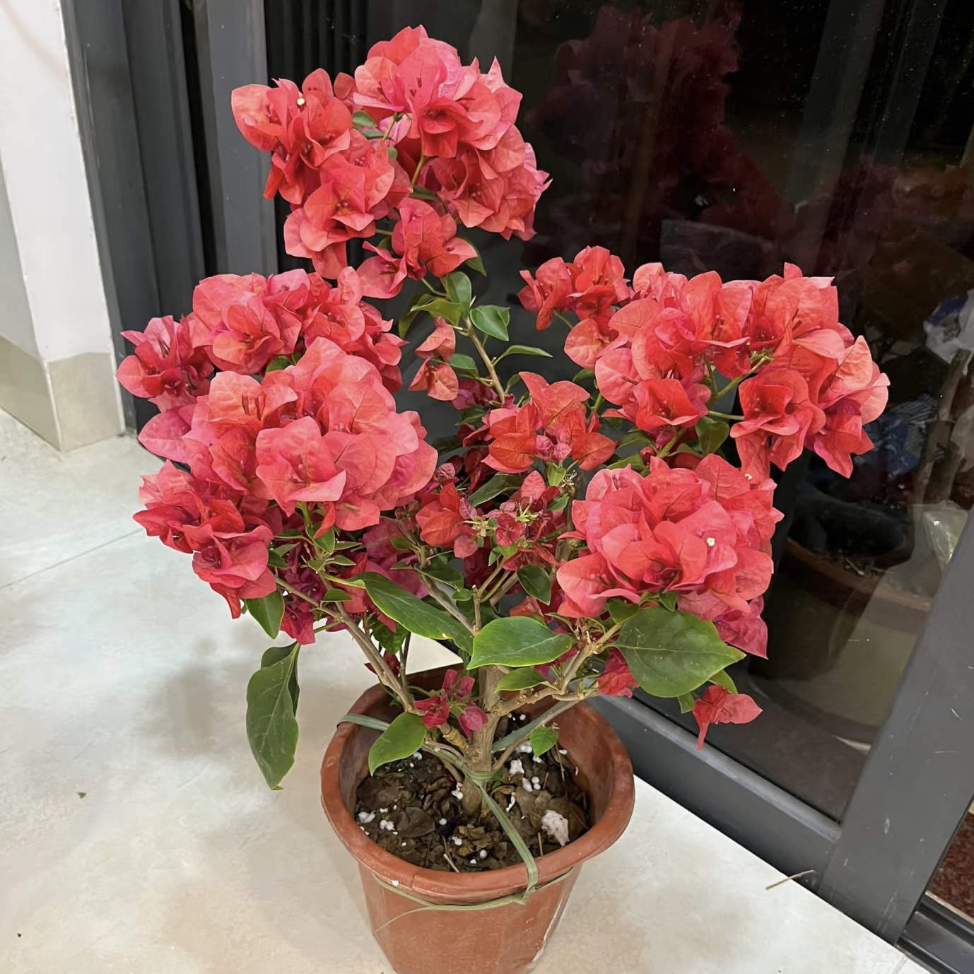 不甜西瓜·b三角梅四季勤花花色百变阳台花卉