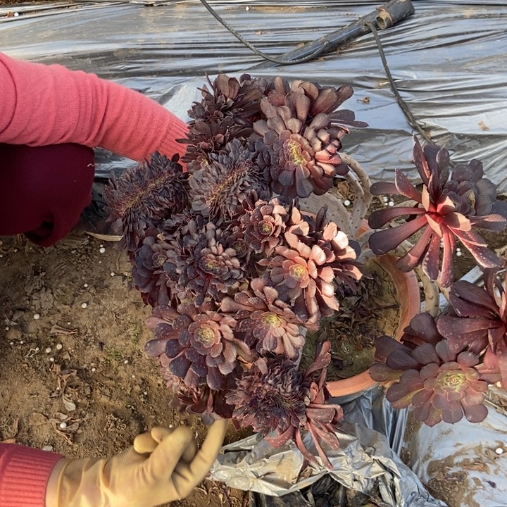 乖****^718黑萝莉缀化老桩