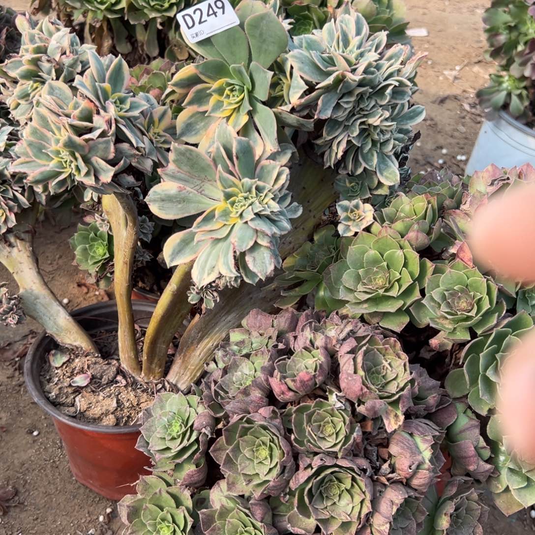 黎***明249灿烂缀化多肉植物法师