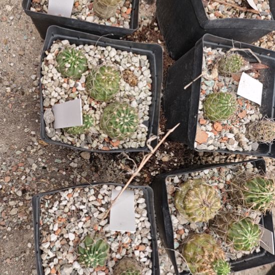 丽花属仙人球，实生仙人球