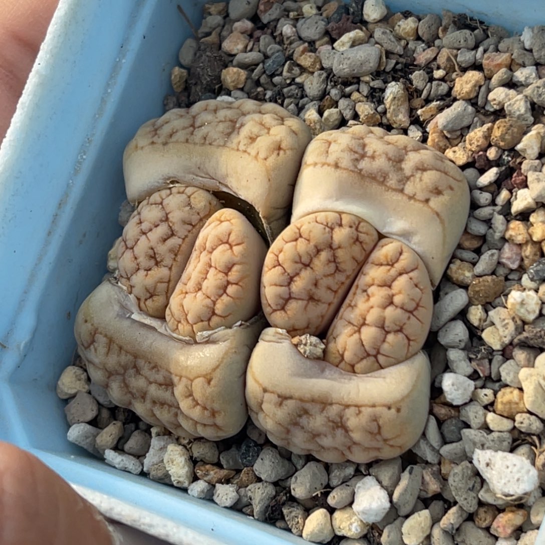 7659双头拿铁189凹凸母本