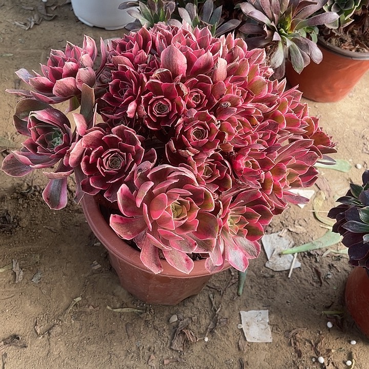 粉女妖玫瑰玫瑰玫瑰