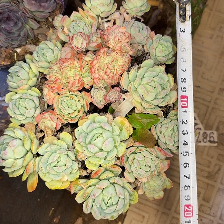 贝瑞带盆土949 多肉植物一物一拍