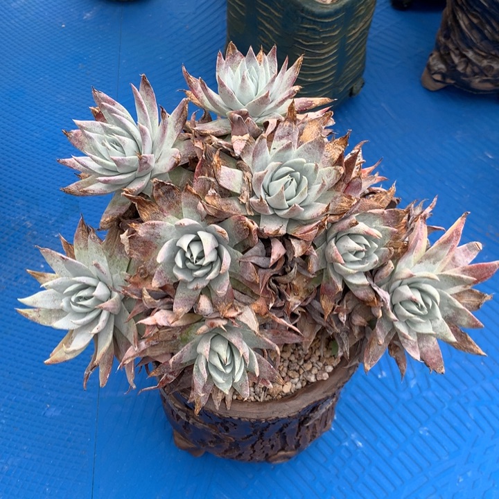 雪奴，2月8日发货