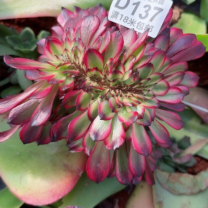 多肉法师美肌缀化