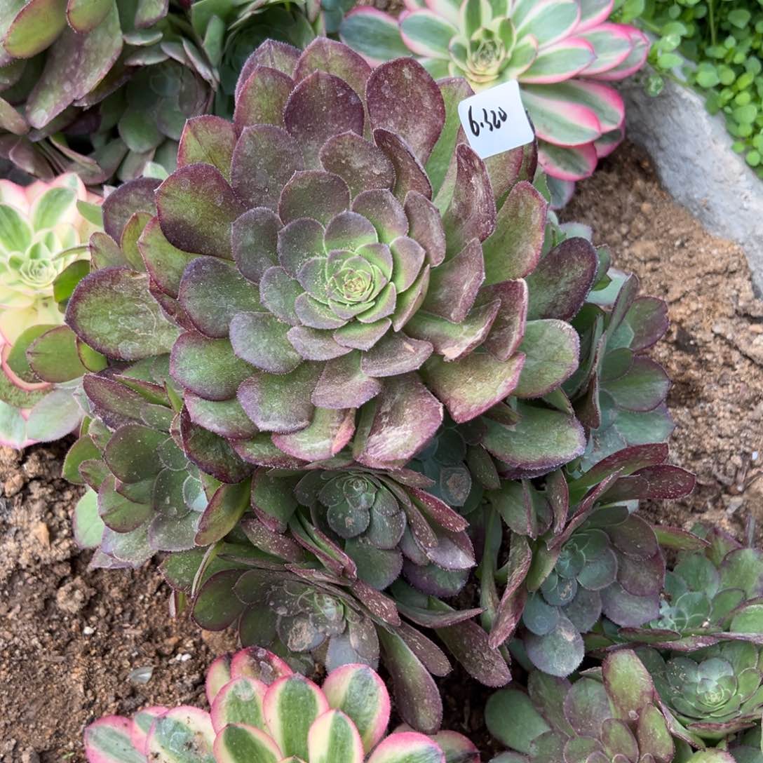 320雨荷轮回多肉系