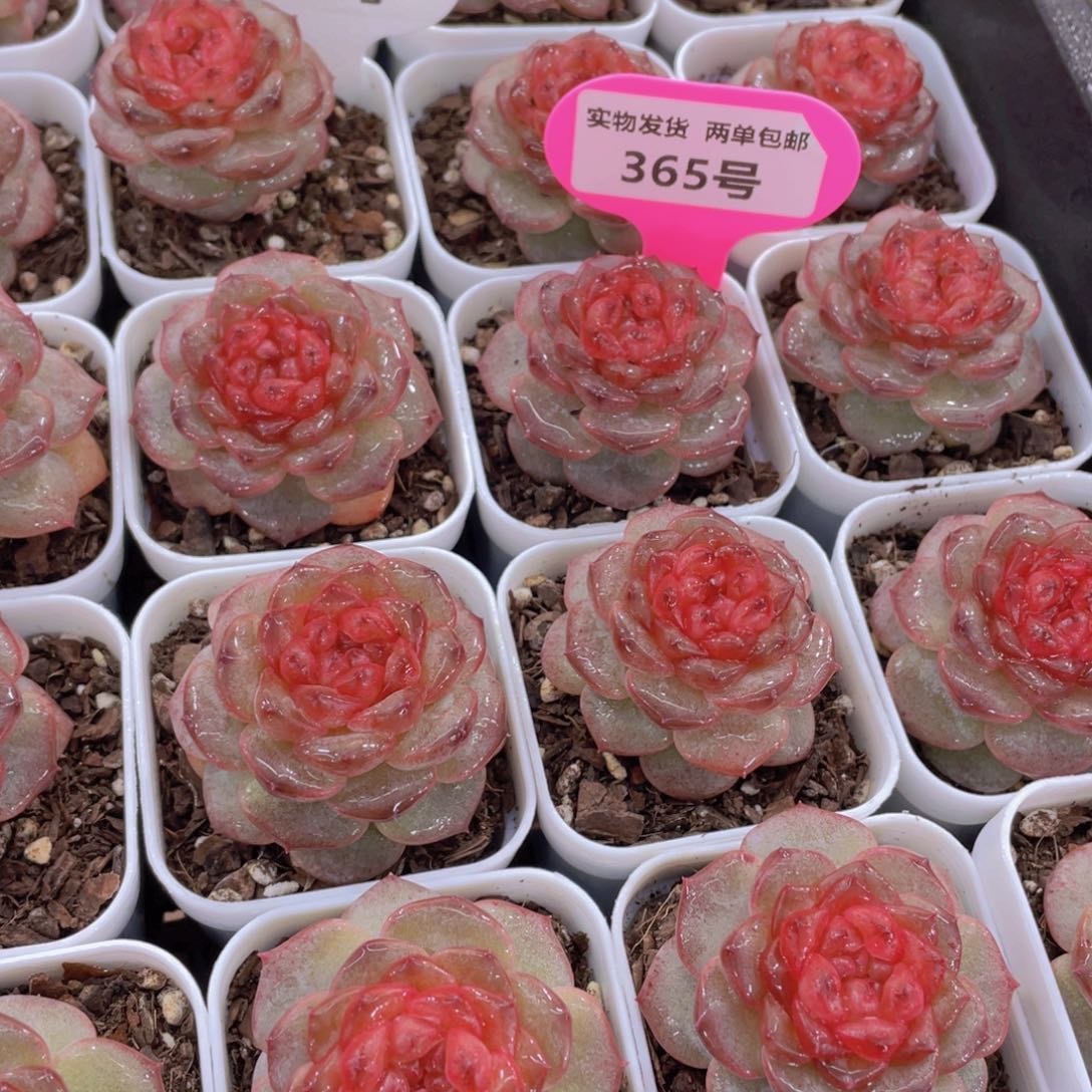 365号 焦糖云朵珍妮单头一个