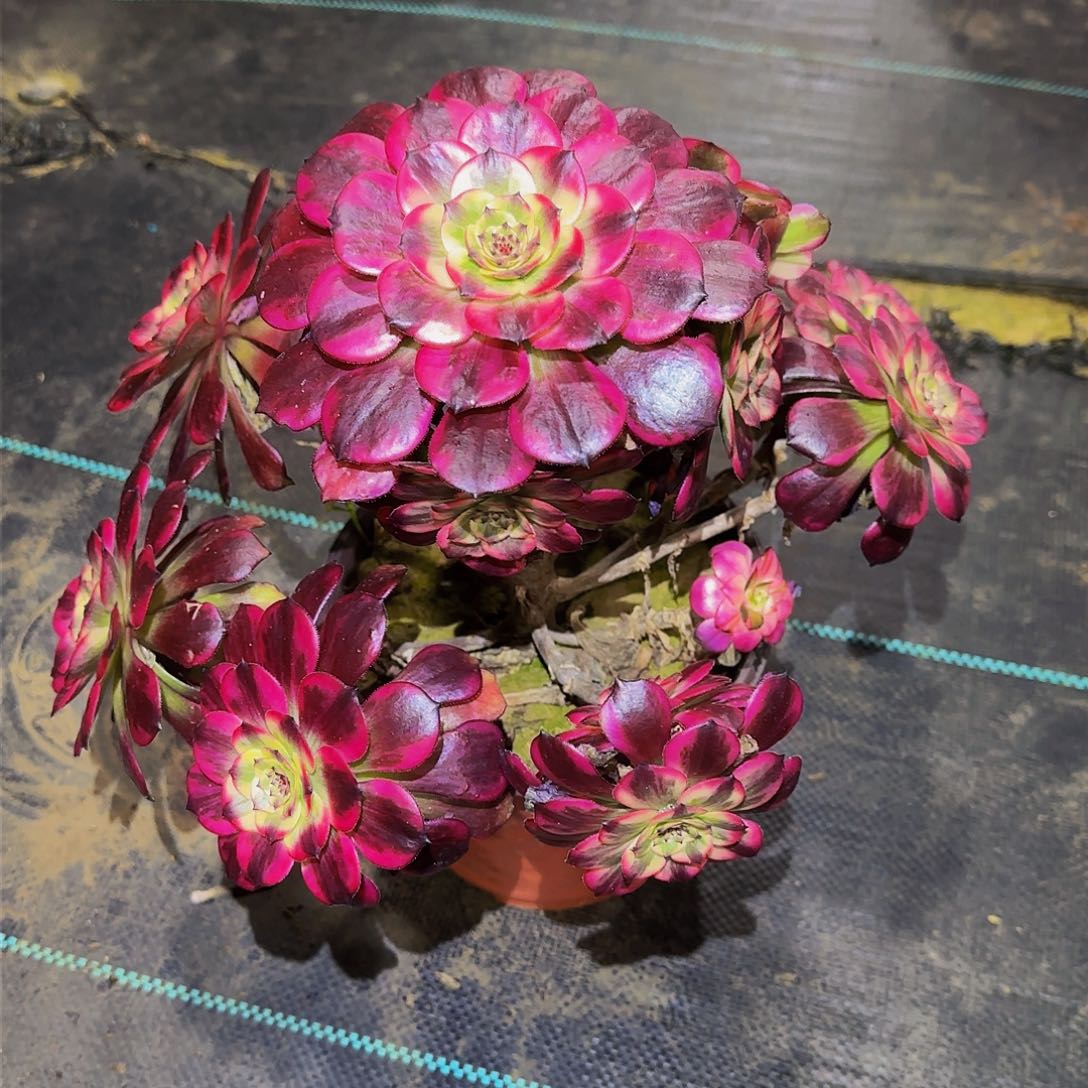 清*多肉植物烟花老庄