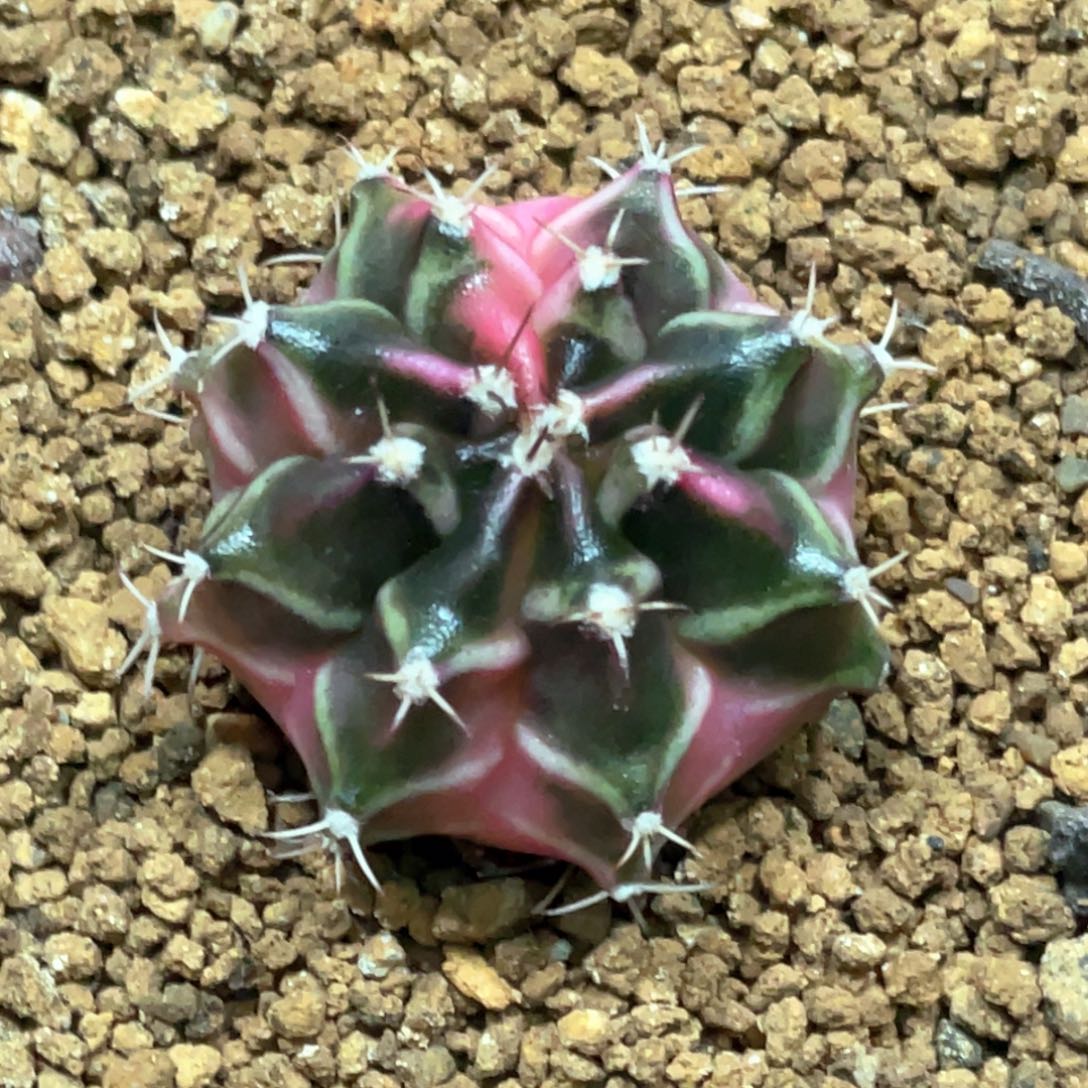 当前无花朵，栽培后可花朵粉臀虎斑米哈