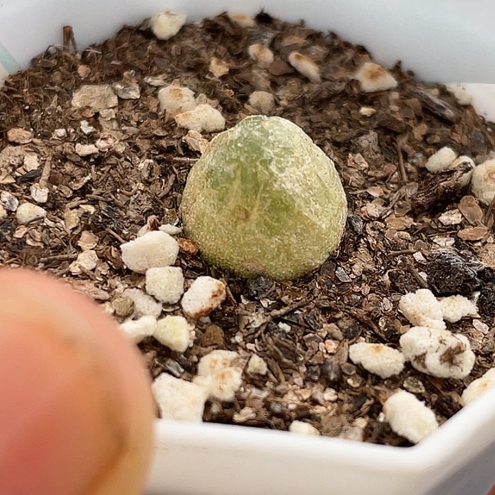 1-9灯泡多肉植物肉锥